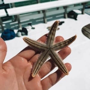 image of a hand holding a starfish aquired during a snorkeling adventure
