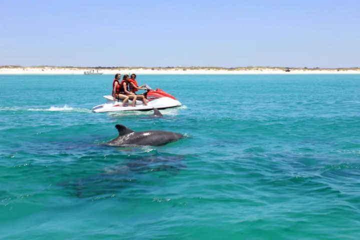 Three people on a jet ski near dolphins in clear blue sea.