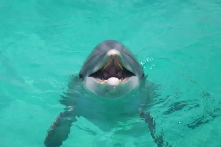 Dolphin with mouth open in clear turquoise water.