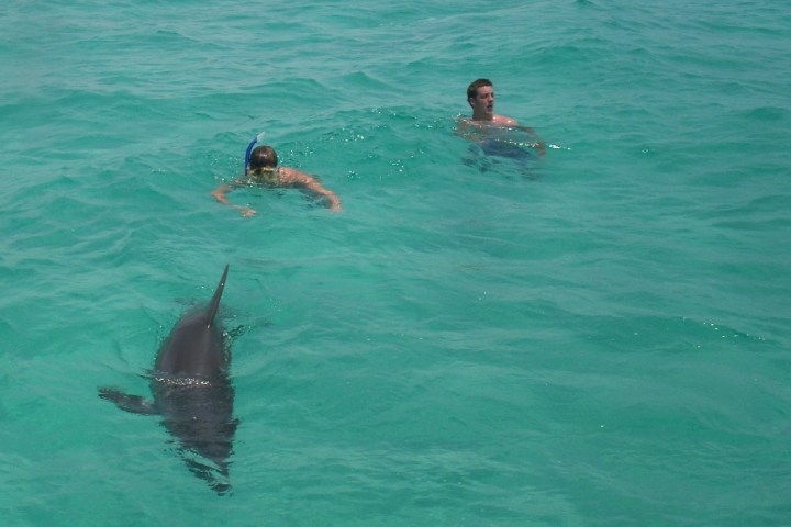 Two people snorkeling near a dolphin in clear blue water.