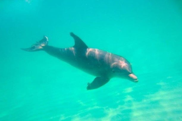 Dolphin swimming underwater in clear blue ocean.