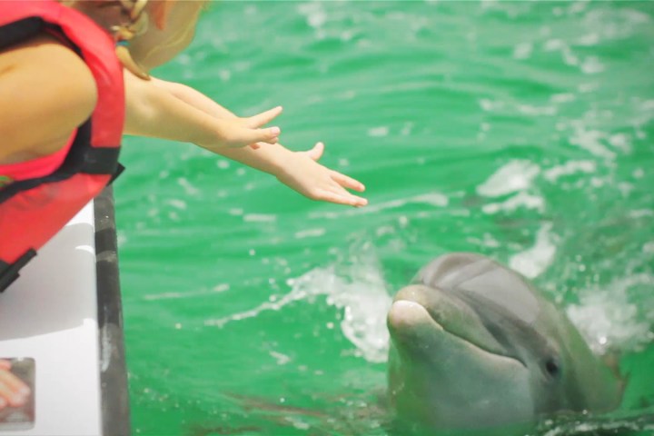Person reaching out to a dolphin in green water