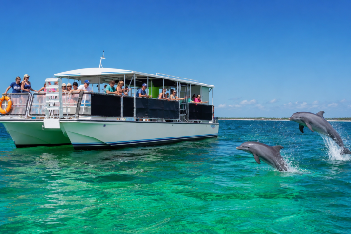 Tour boat with passengers watching two dolphins leaping in clear blue water.