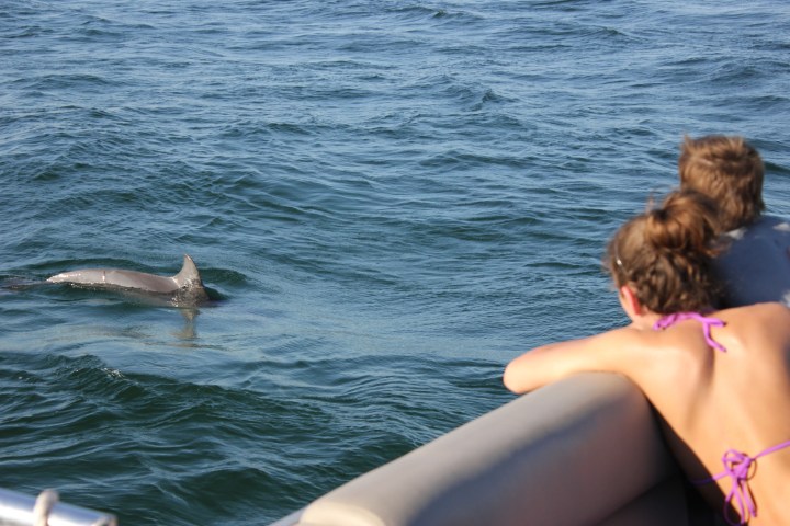 Two people on a boat watching a dolphin swim in the water.