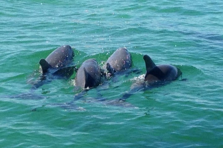 Four dolphins swimming together in clear green water.