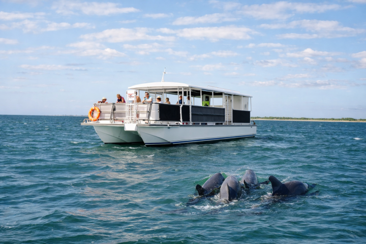 People on a boat watching dolphins swim in the ocean under a clear sky.