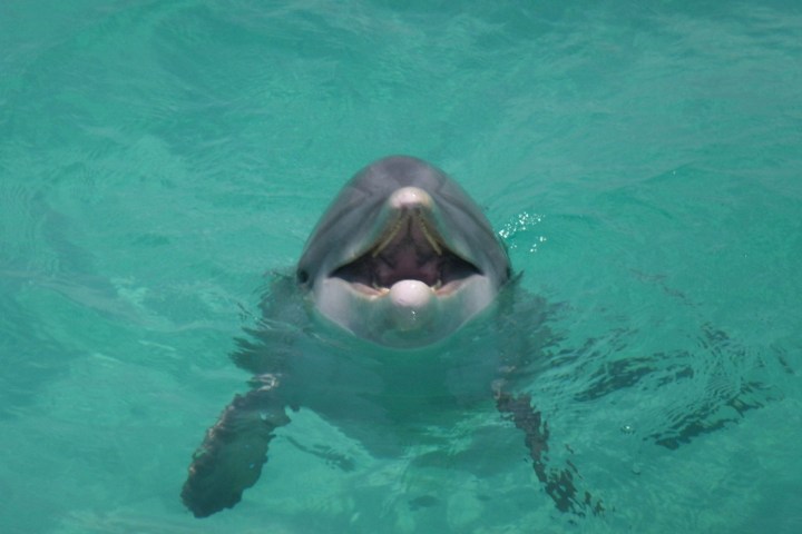 Dolphin with open mouth swimming in clear water.