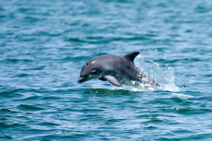 Dolphin jumping out of the blue ocean water.