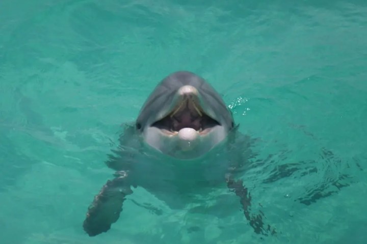 A dolphin swimming in clear turquoise water, with its mouth open.
