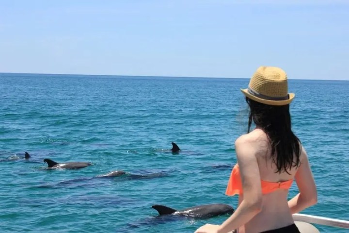Woman in hat watches dolphins swimming in the ocean from a boat.